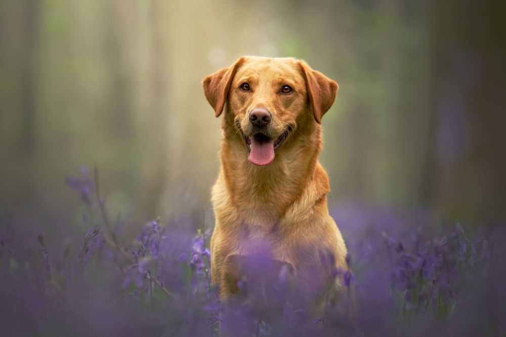dog photography