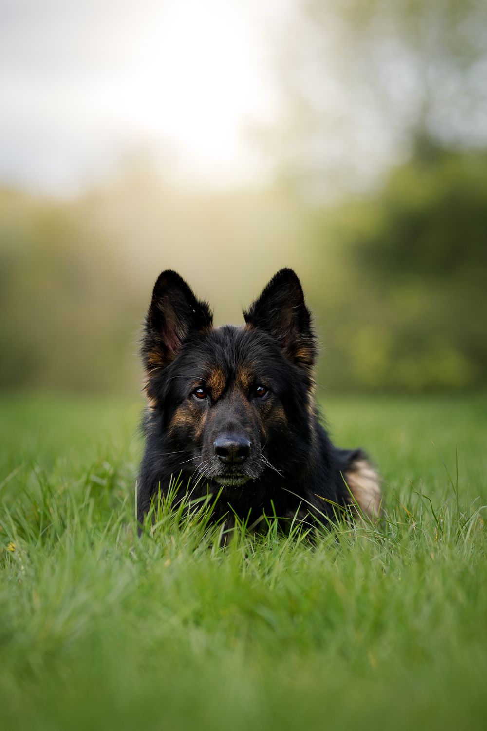 dog photography