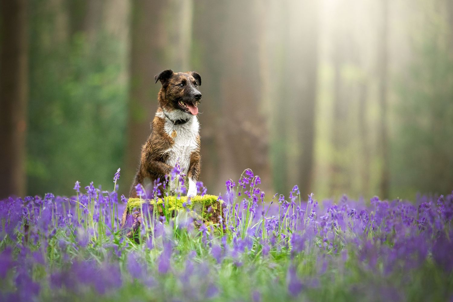dog photography