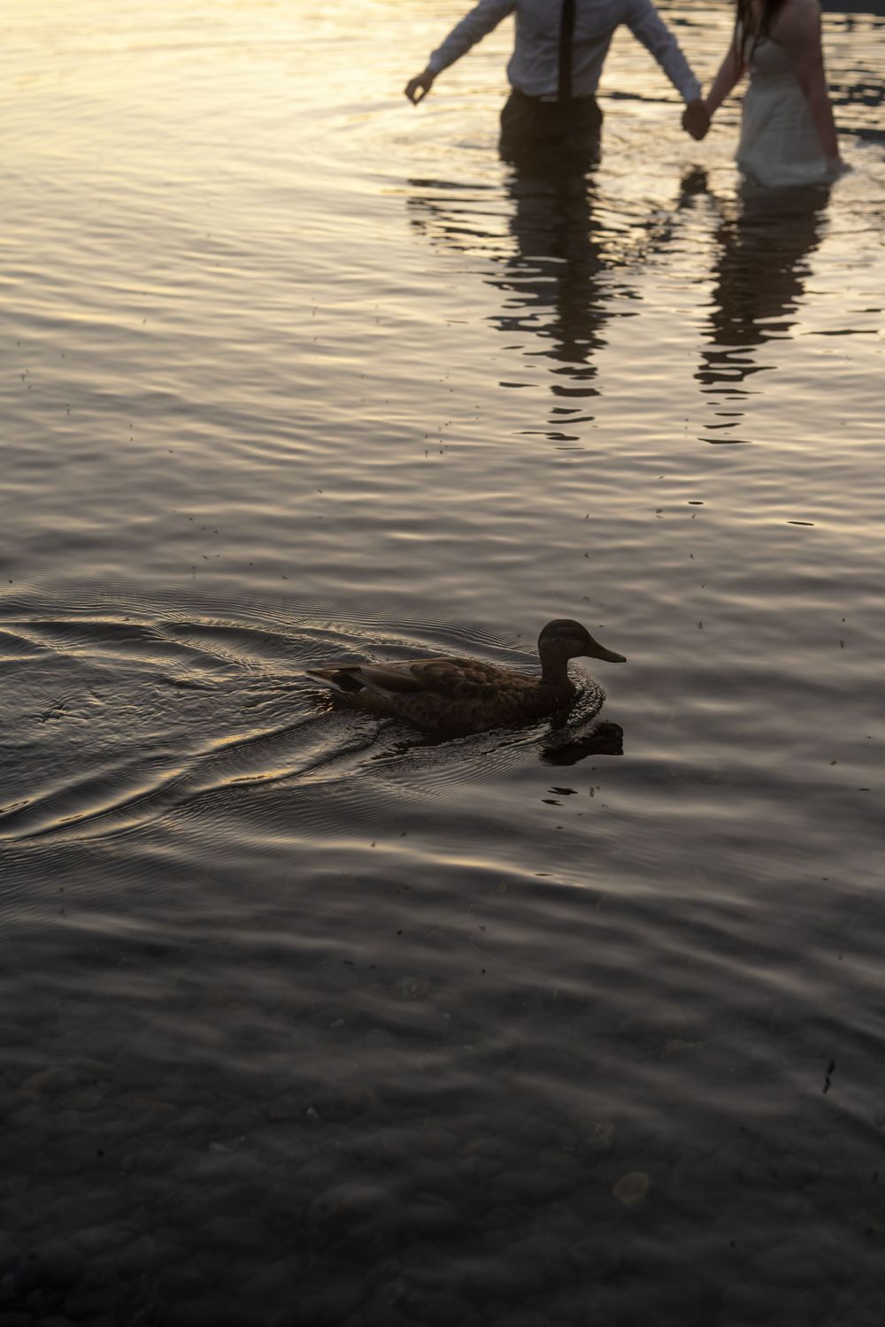 A duck swims in golden water at sunset while a couple wades in the background during a romantic outdoor elopement.