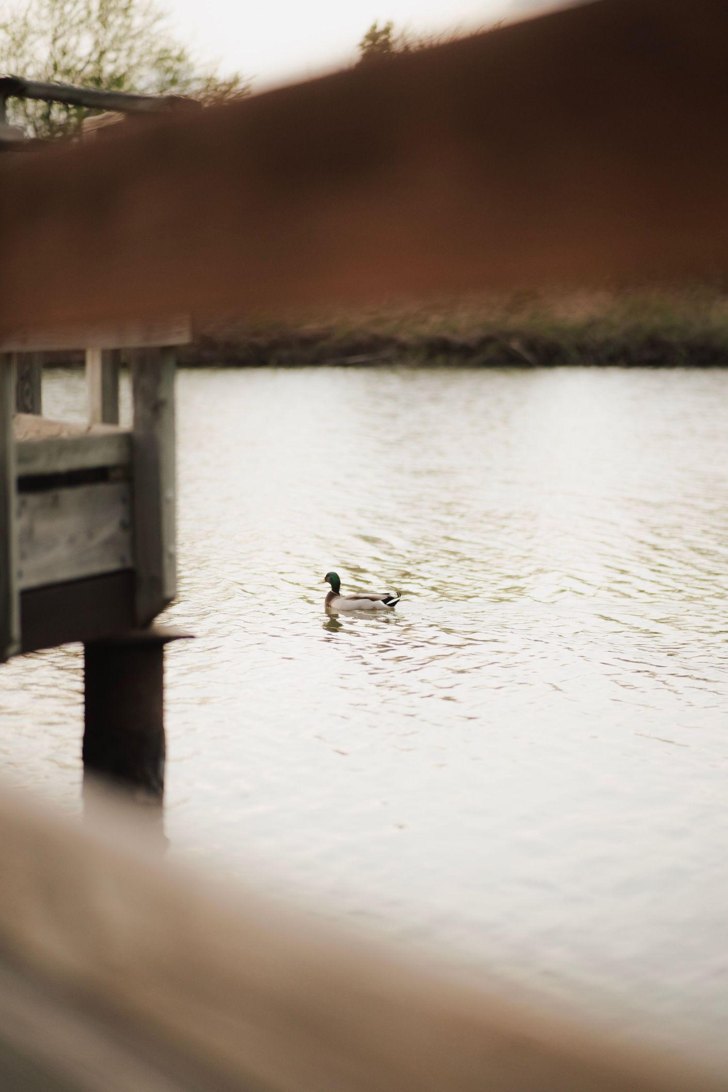 A mallard duck swims peacefully on a calm lake viewed through wooden dock beams.