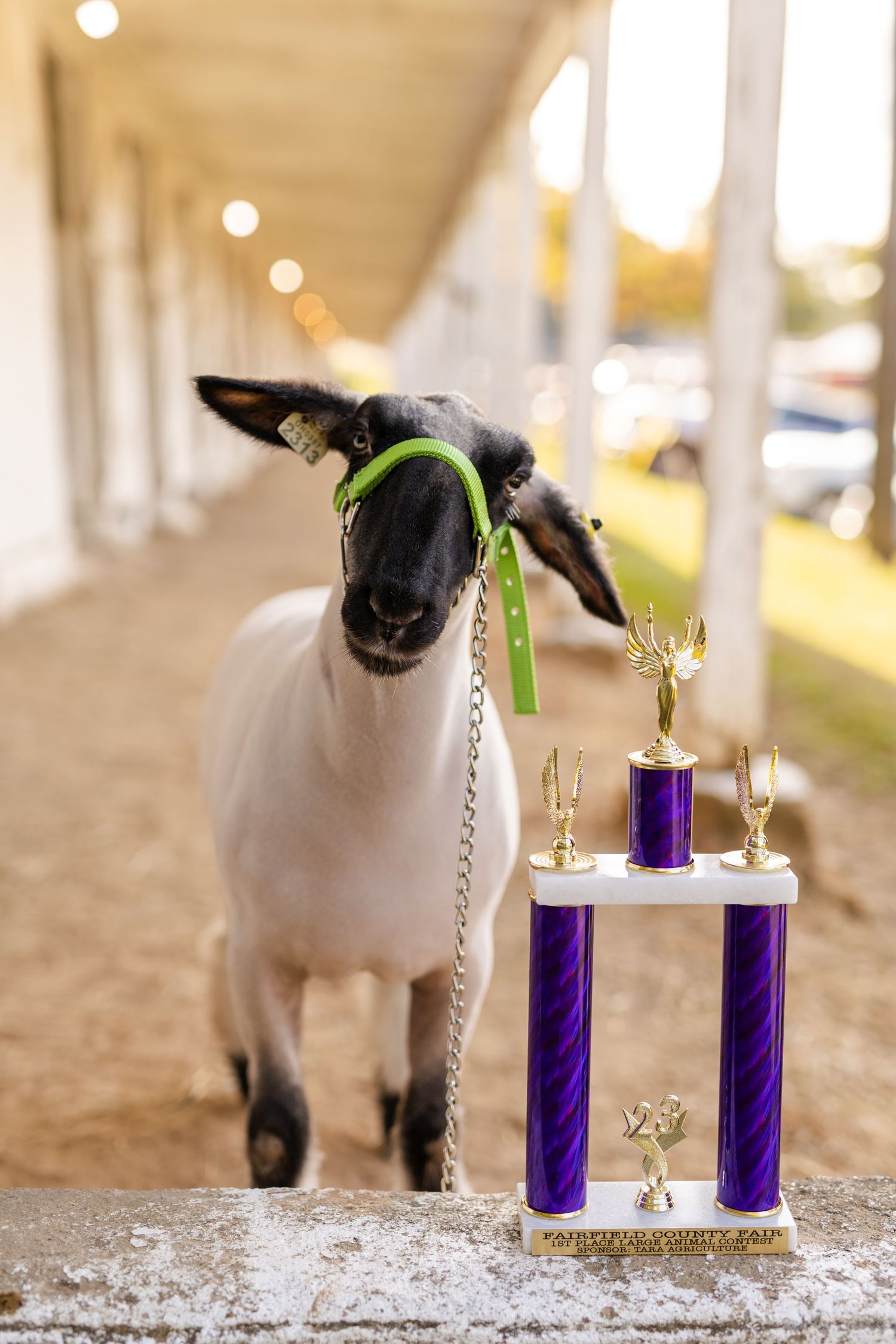 A black and white goat with a green halter stands beside a purple and gold county fair trophy at an outdoor barn.
