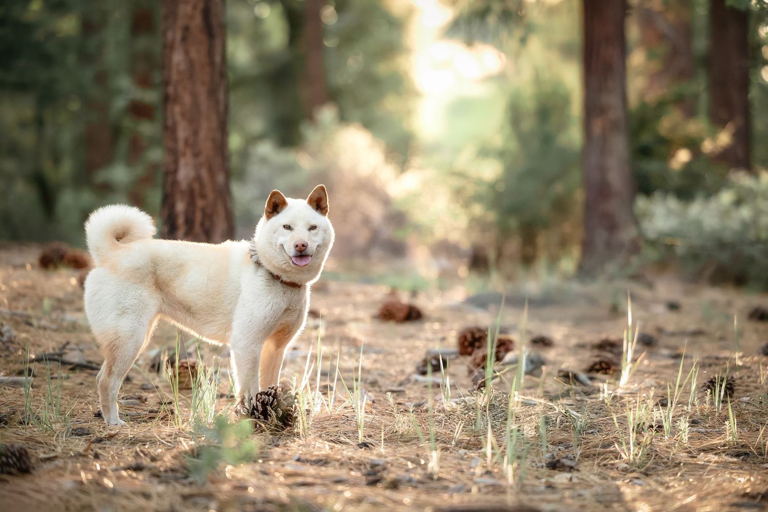 White Shiba Inu dog standing in a sunlit pine forest with pine cones scattered on the ground.