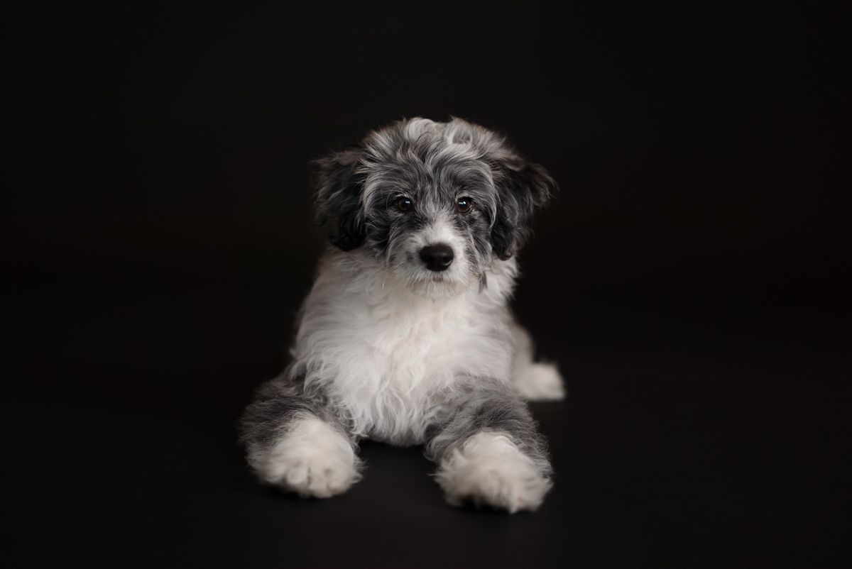 Fluffy gray and white broodle puppy sitting against a black background in a professional studio portrait photo in rouse hill sydney