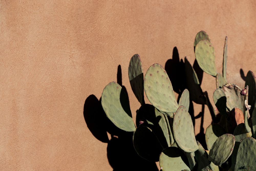 Prickly pear cactus with green paddles casting shadows on a warm terracotta adobe wall in natural sunlight.