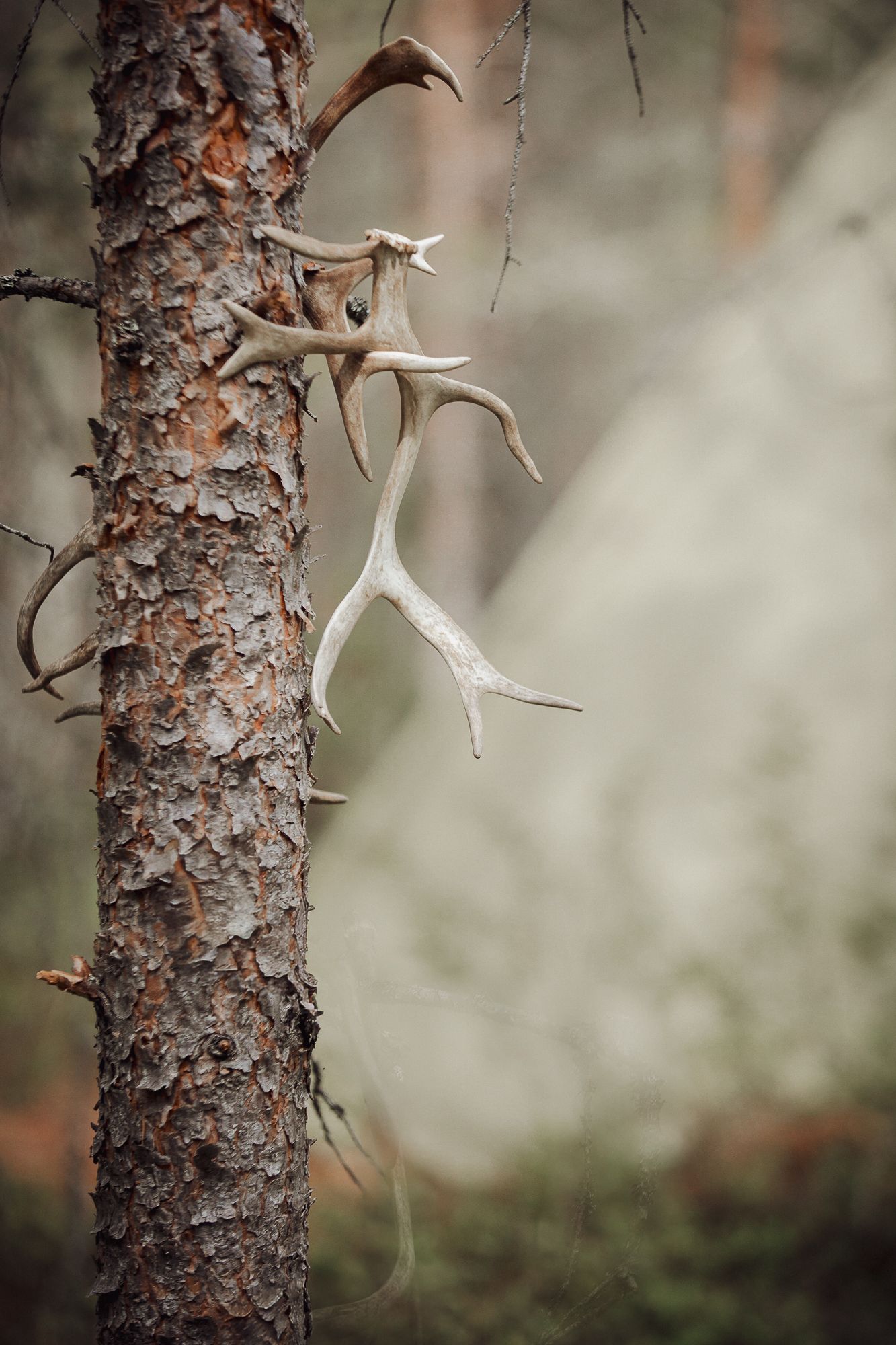 Deer antlers hanging on a rustic pine tree trunk in a misty forest setting.