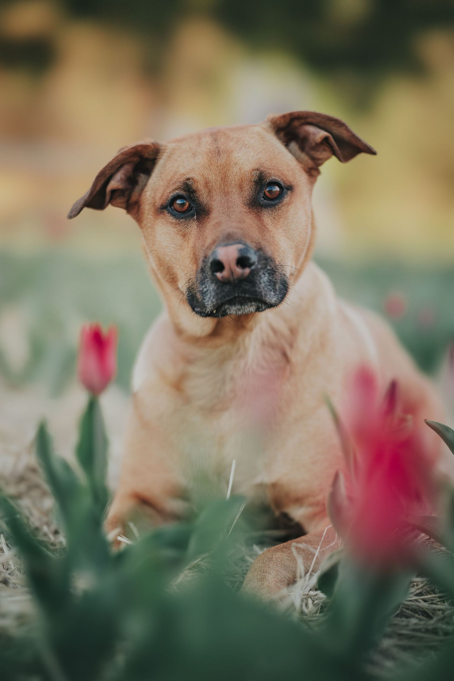 A tan mixed-breed dog sits among vibrant pink tulips in a lush green field, gazing curiously at the camera.