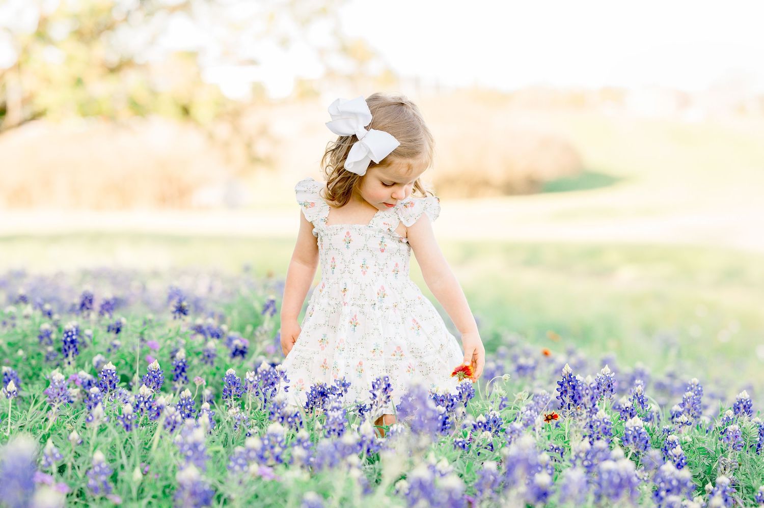 houston bluebonnet minis near me