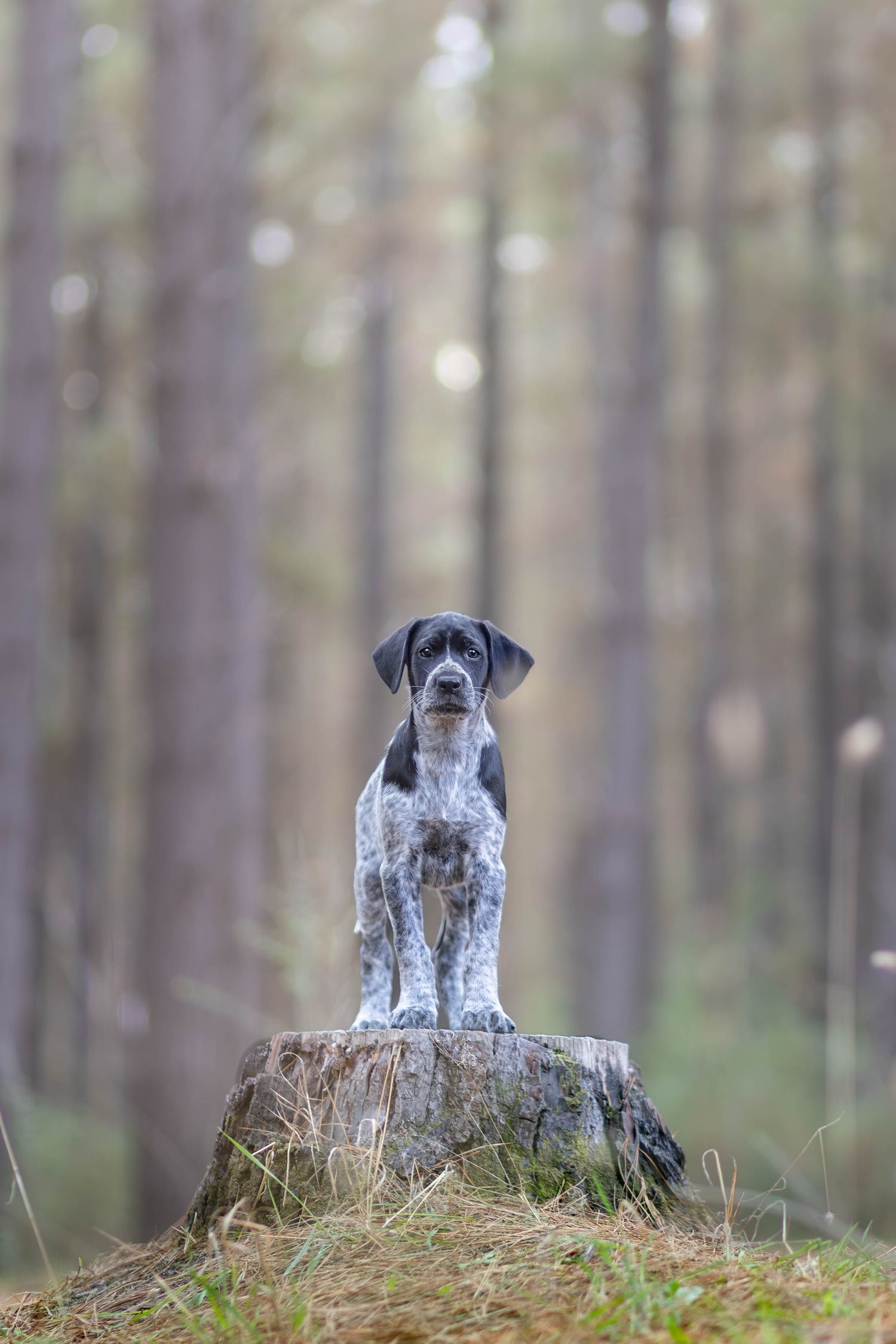 Border collie dog stands gracefully on a rural path during golden hour sunset with trees in background.