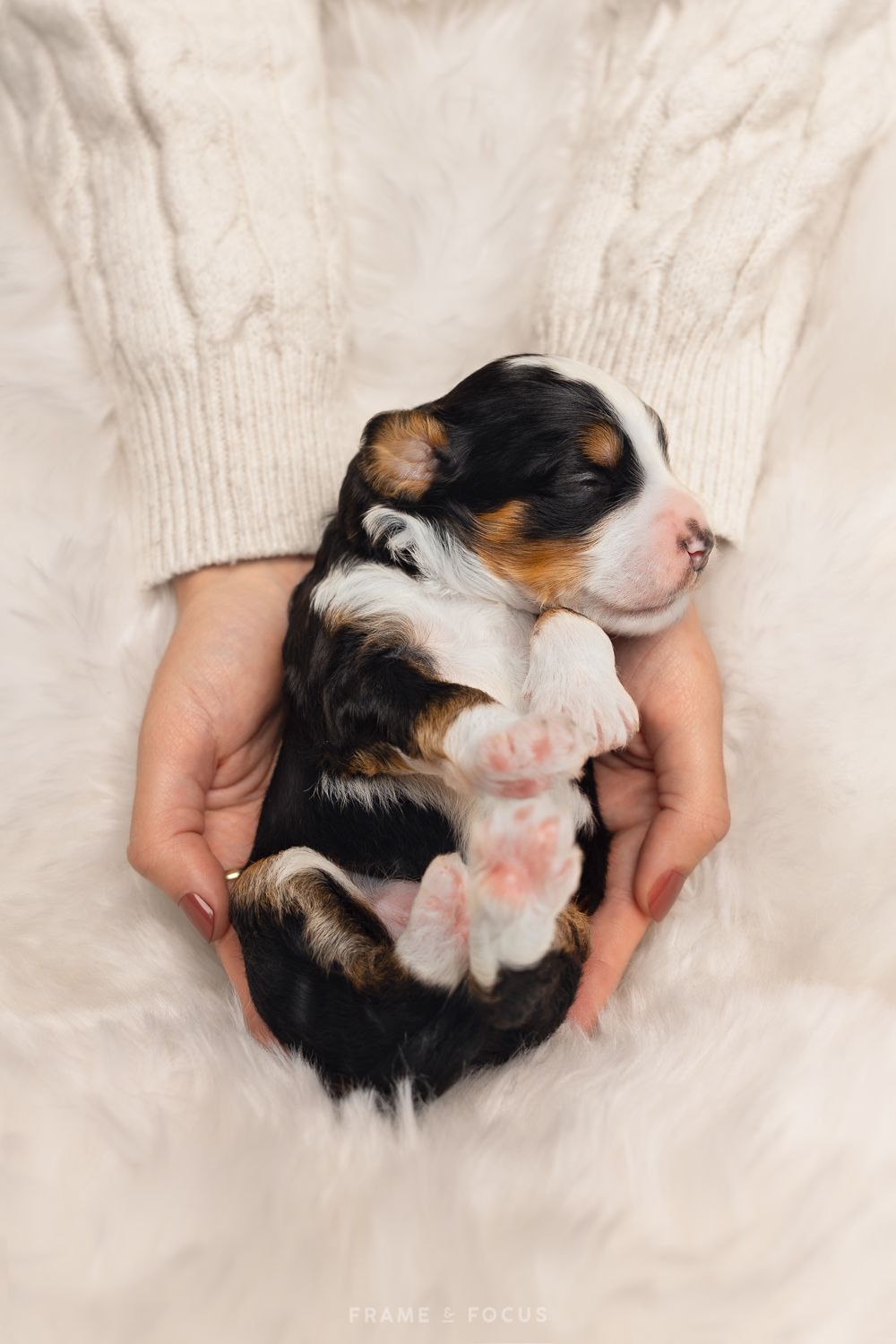 Australian Bernedoodle puppy newborn fotosessie