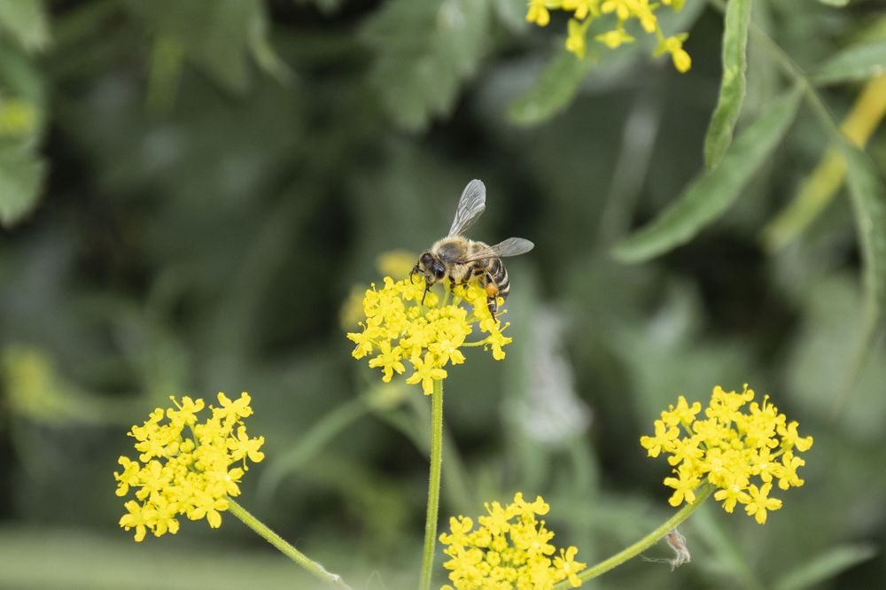 Delicate yellow fennel flowers bloom against a blurred green garden background in soft natural light.