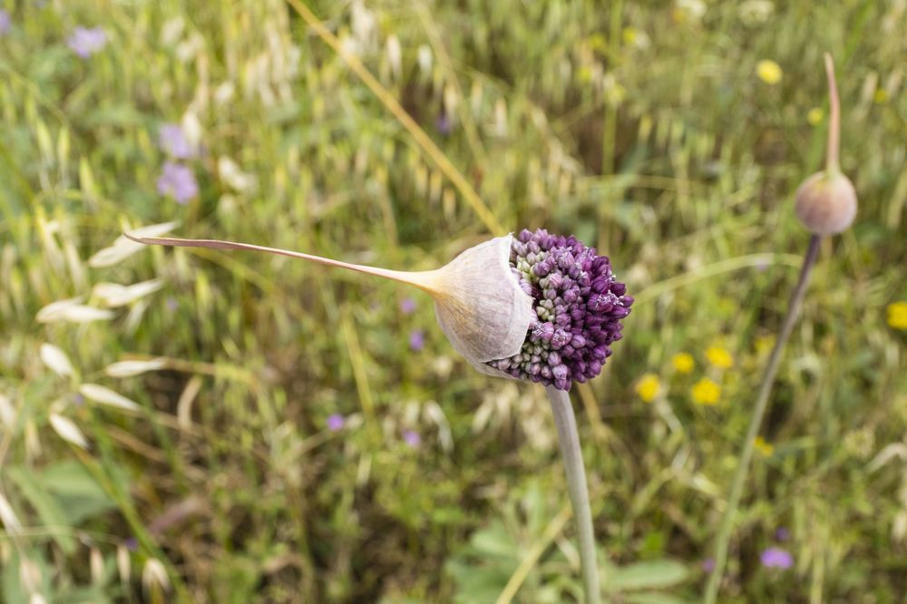Purple butterfly bush flowers bloom among green foliage in a sunny garden setting.