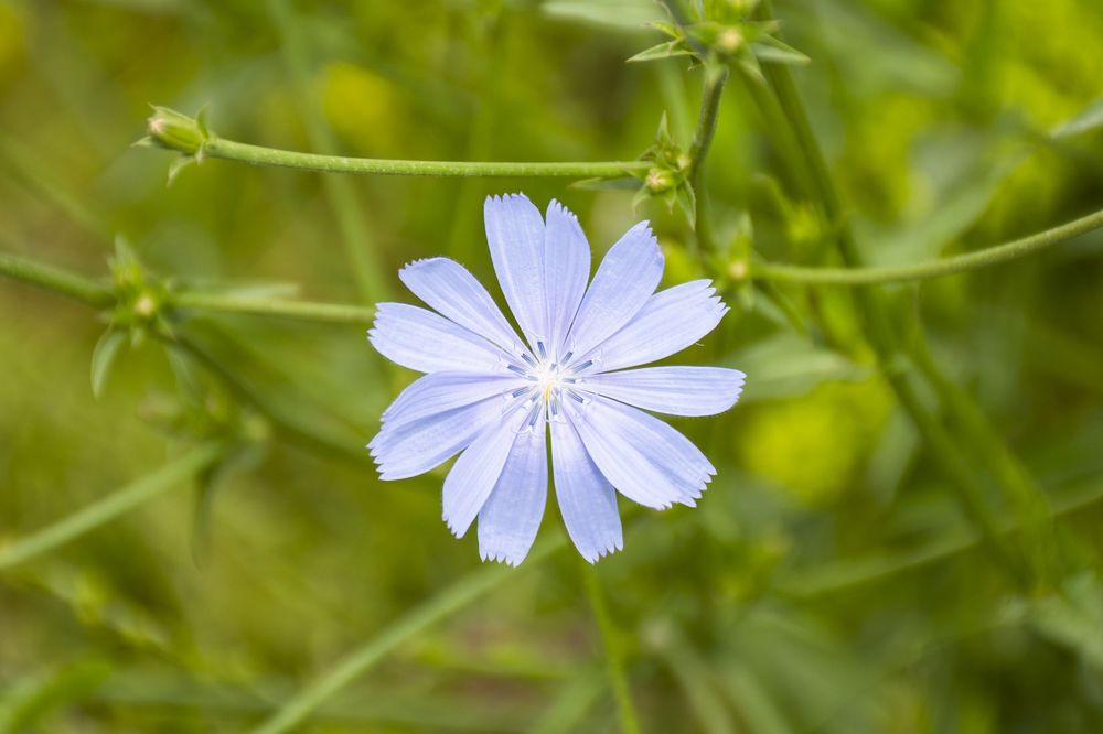 A delicate light blue chicory flower blooms against a soft green natural background in summer.