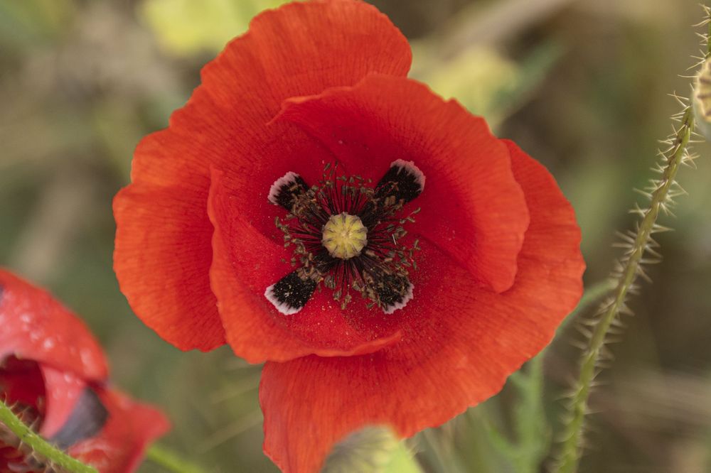 A vibrant red poppy flower in bloom shows its dark center and delicate petals against a soft blurred background.