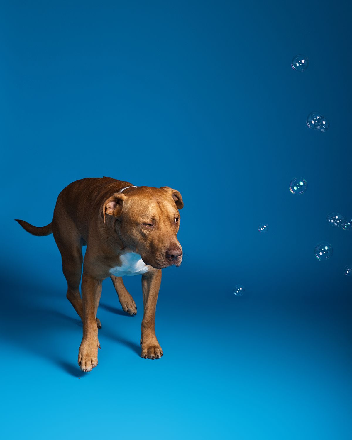 A brown pitbull dog looks suspiciously at soap bubbles against a vibrant blue studio backdrop at fetching fido fotography.