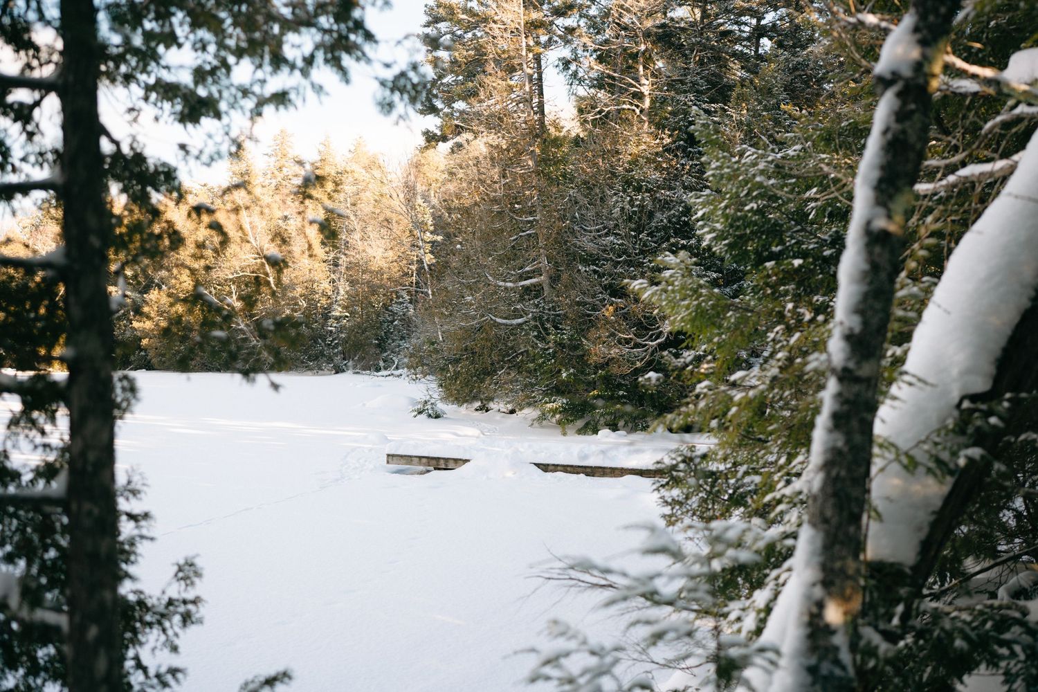 Snow covered evergreen trees line a winter landscape with mountains in the background.