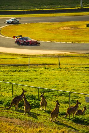 Racing cars speed around a racetrack while kangaroos gather along the fence on lush green grass in the foreground.