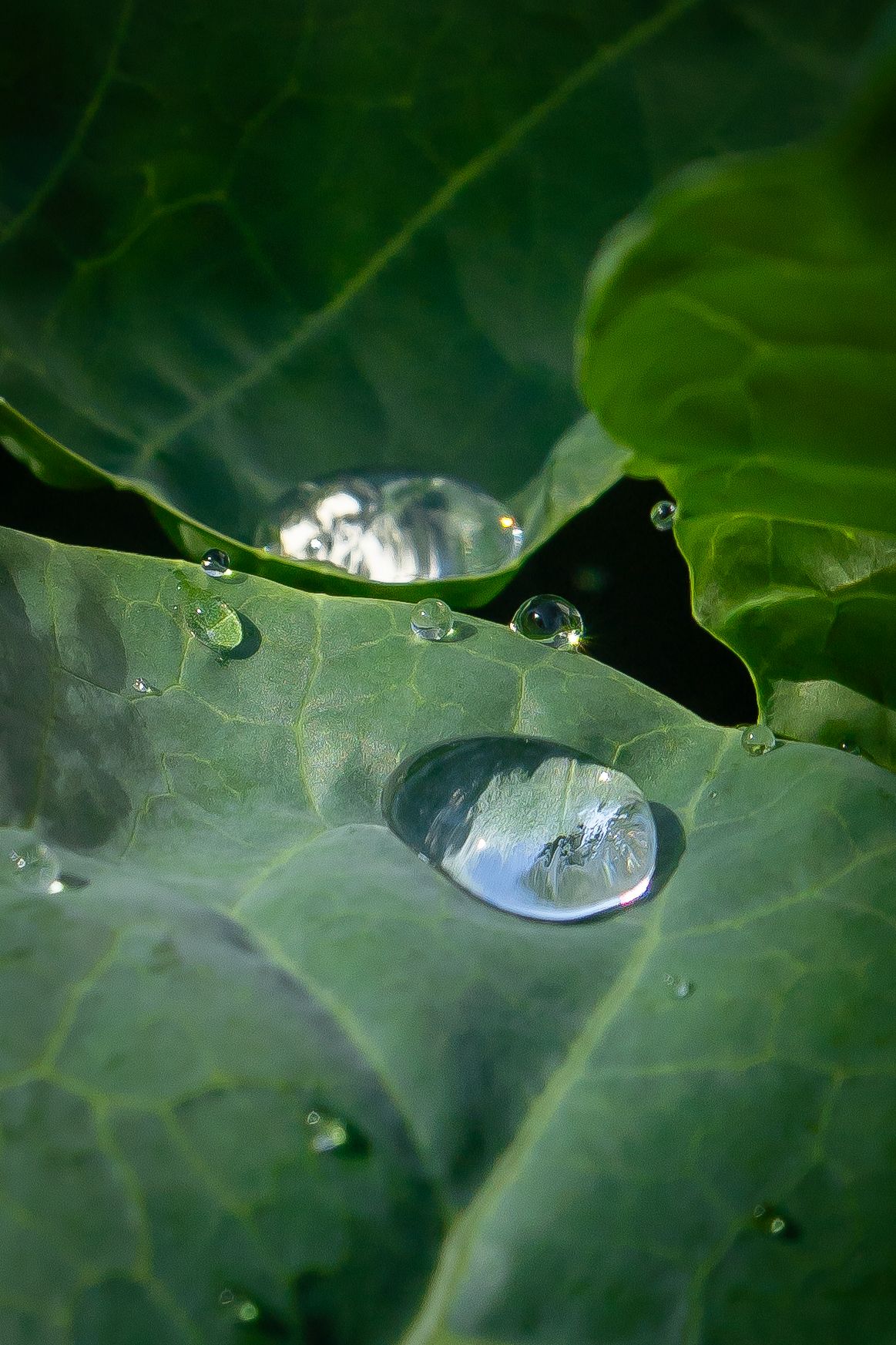 macro water droplets resting on green leaves glisten against a dark background in soft light.