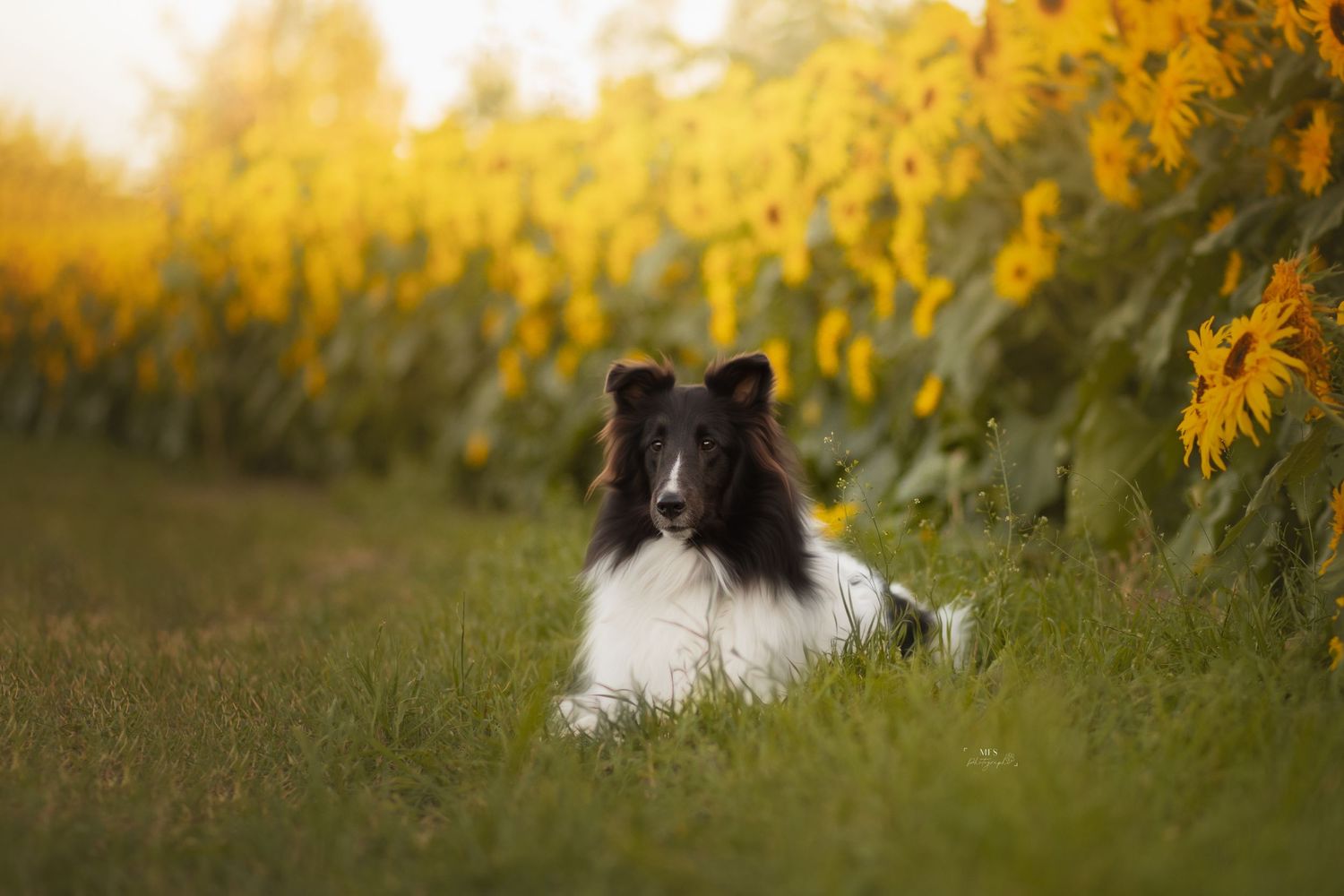 dog-portrait-photoshoot
dog-in-flowers-photoshoot