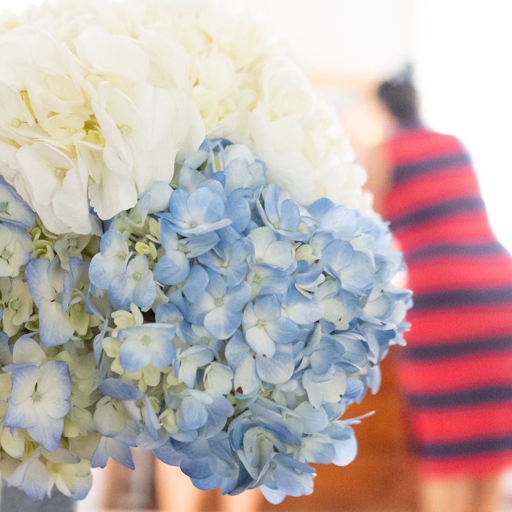 Light blue hydrangea blooms with delicate petals against a blurred background.