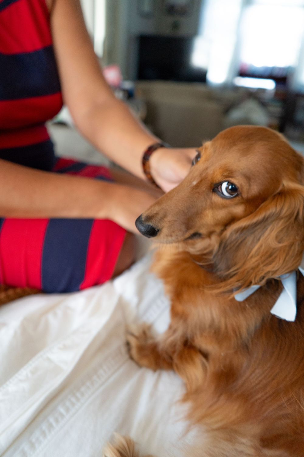 daschund getting affectionate pets and head scratches from someone wearing a red striped shirt.