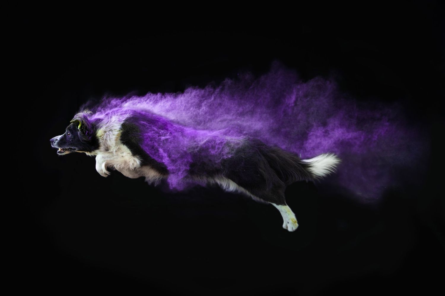 Holi poros fotózás