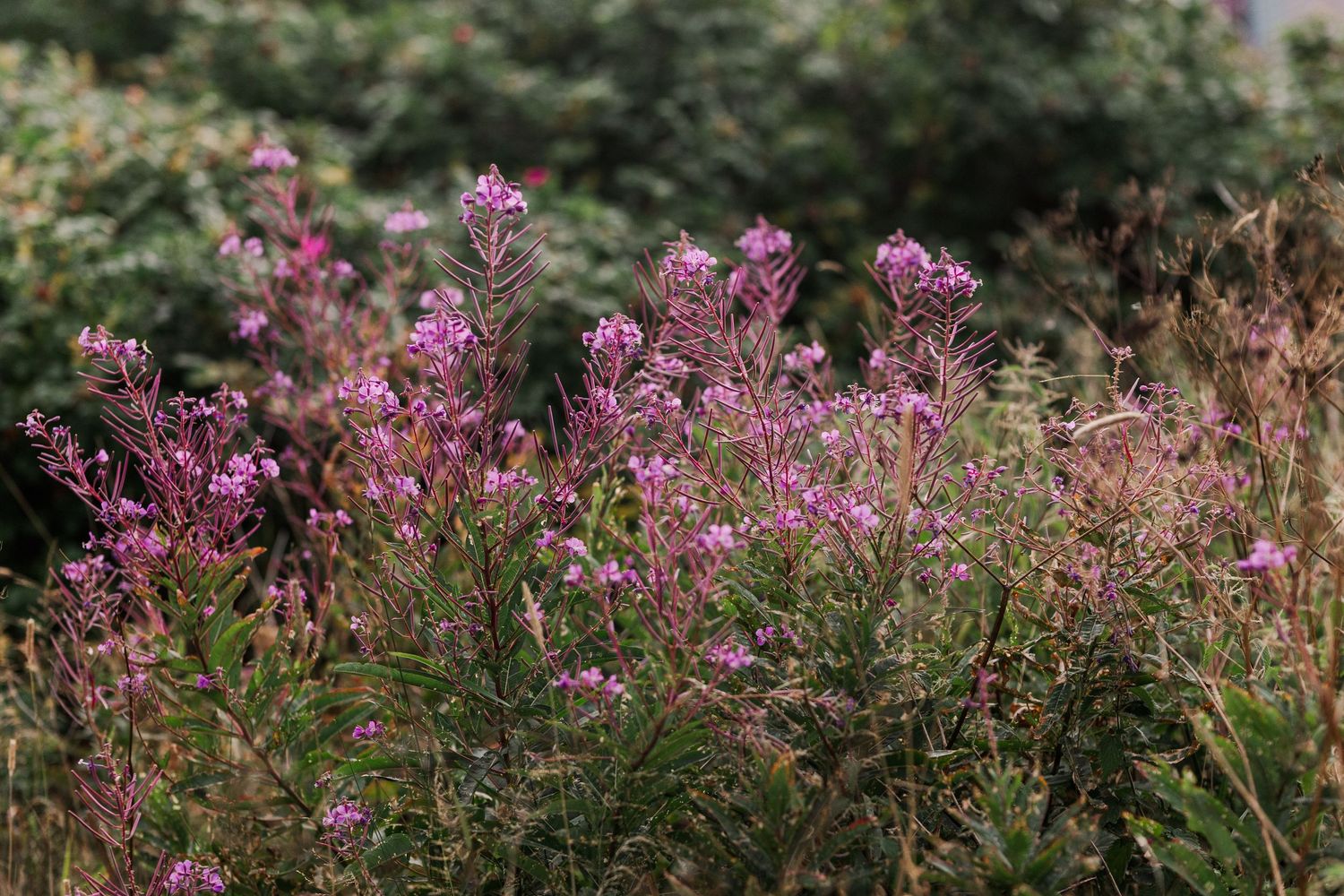 Delicate purple fireweed flowers bloom against a blurred natural background creating a soft, ethereal display.