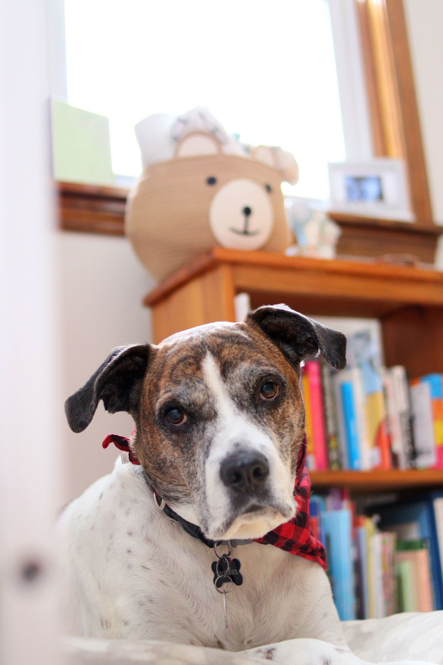 A brindle and white dog wearing a red bandana sits near a bookshelf with a teddy bear.