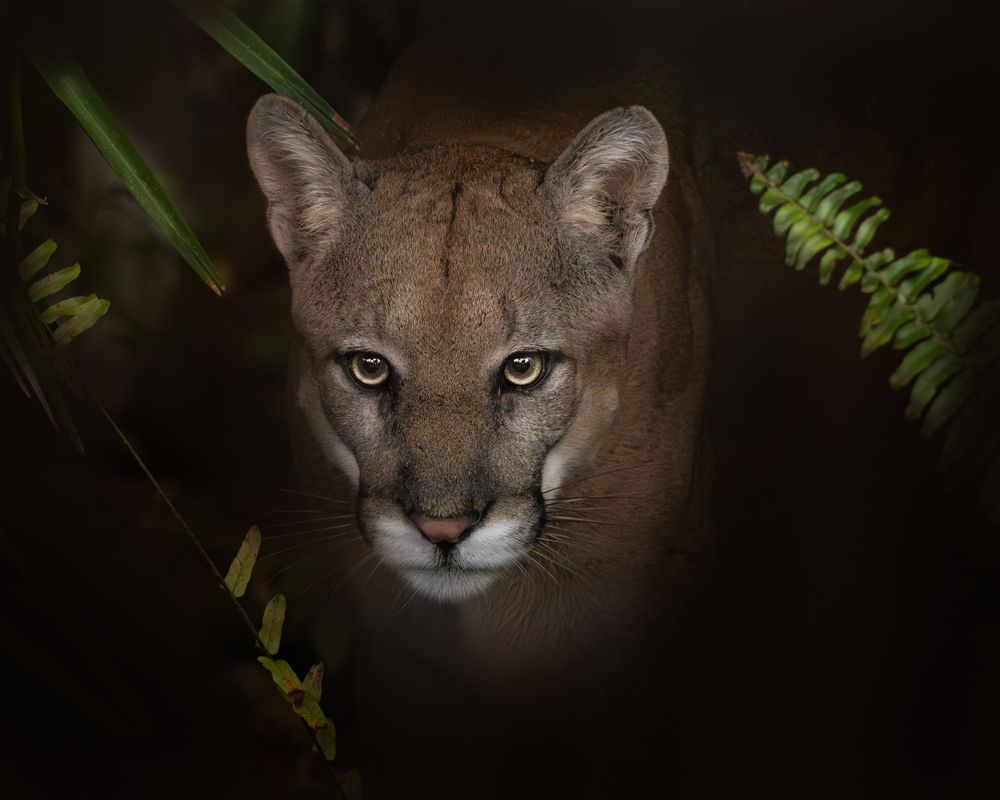 Endangered Florida Panther photographed on the boardwalk at Audubon Corkscrew Swamp Sanctuary