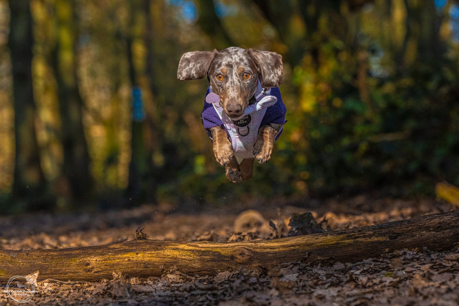 Brown dachshund dog leaping through the air in a forest setting.