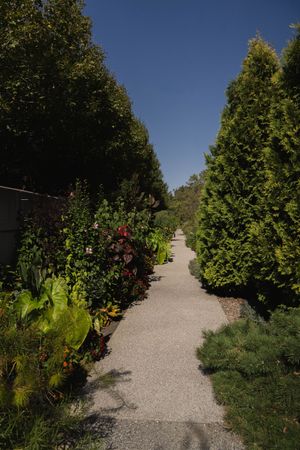 Landscaped garden path with evergreen trees and flowering plants on both sides.