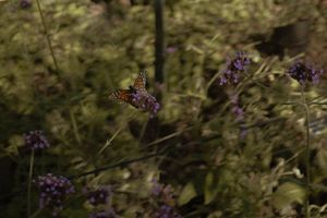 Close-up nature shot of purple wildflowers and grass in soft focus.