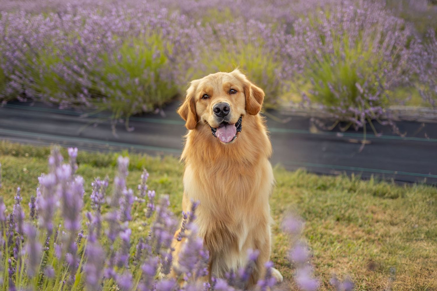 Outdoor dog portrait in natural landscape
