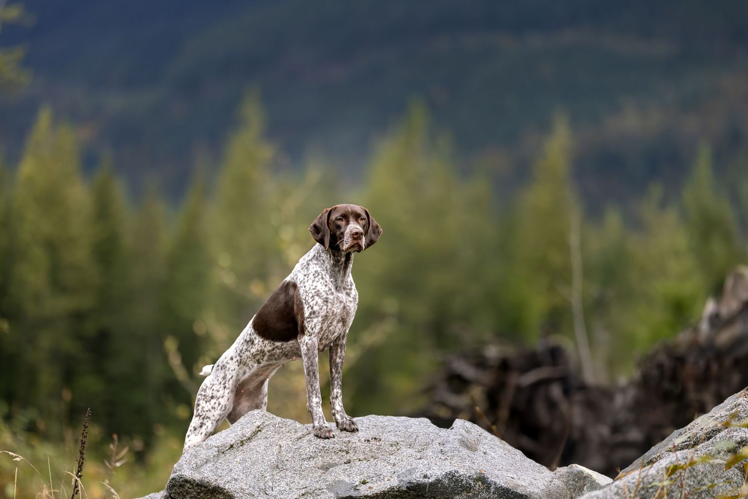 Outdoor dog portrait in natural landscape