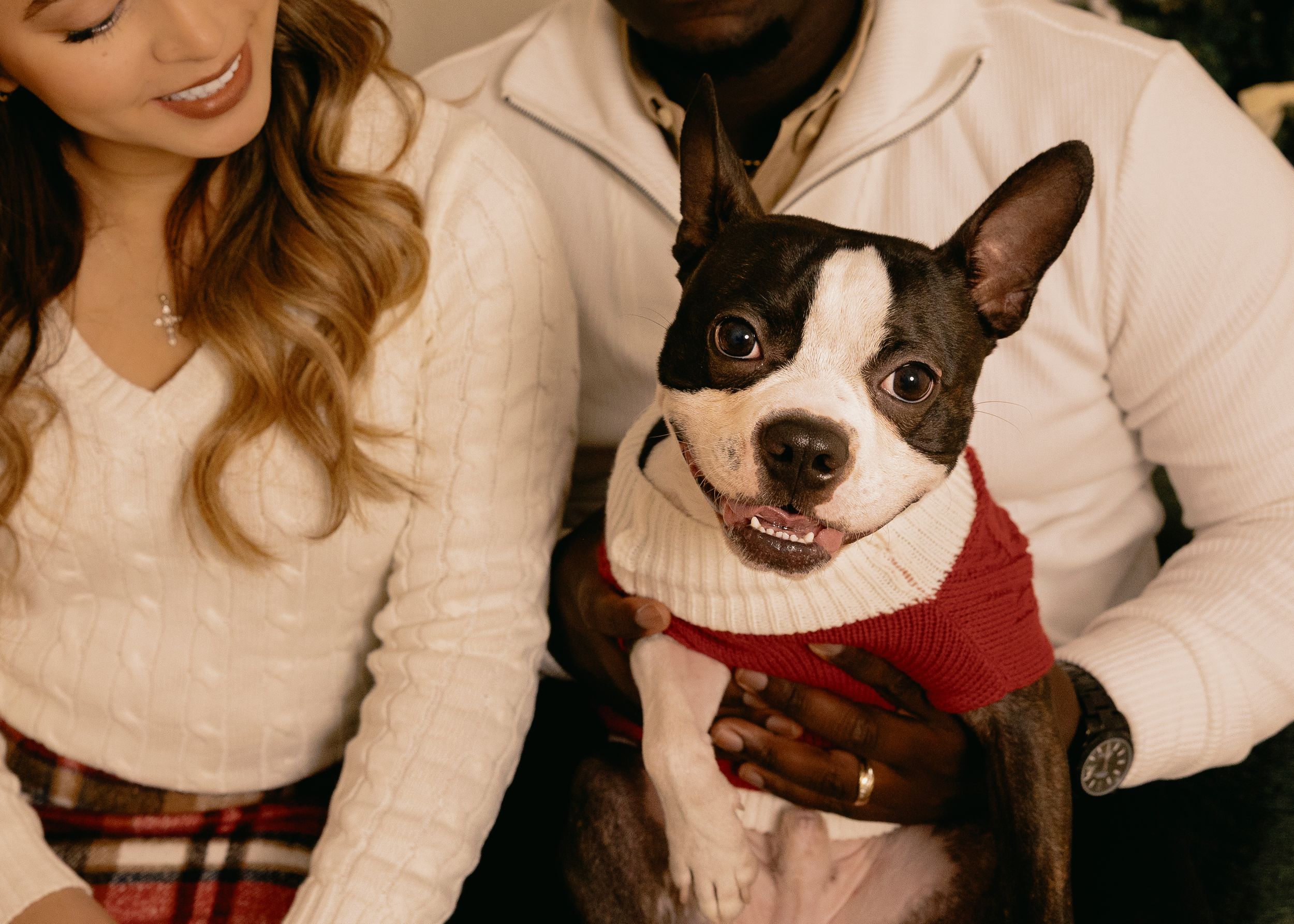 A Boston Terrier dog wearing a red sweater poses with someone in a white sweater for a holiday photo.