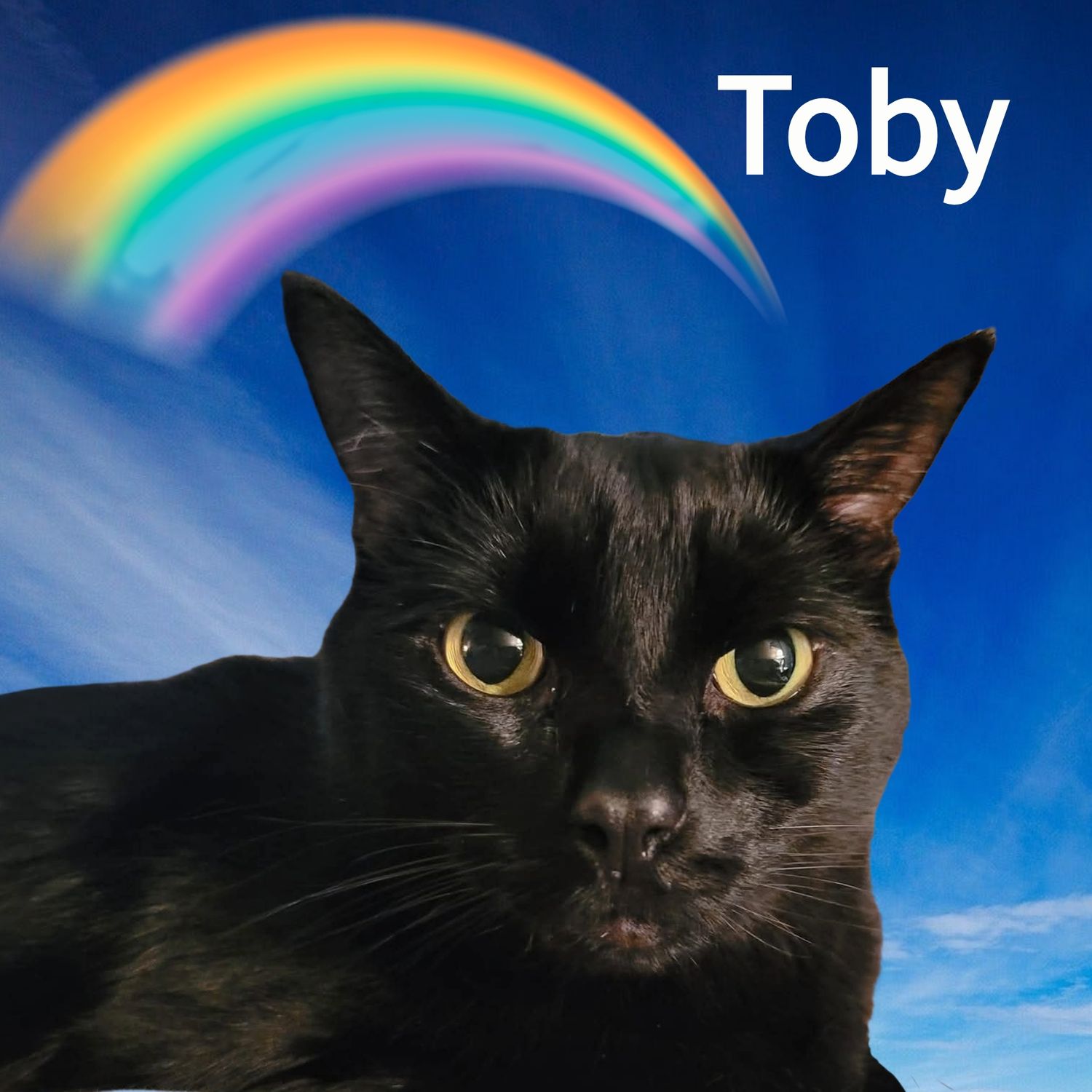 Black cat named Toby posed against a blue sky with a rainbow background.