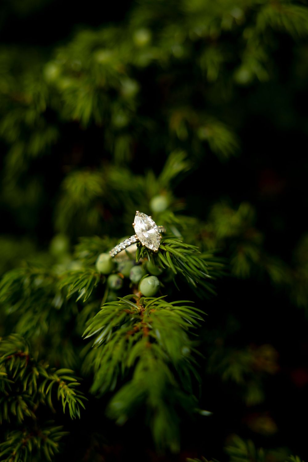 Diamond engagement ring with marquise stone balanced on evergreen pine branch with small berries in lush green forest setting.
