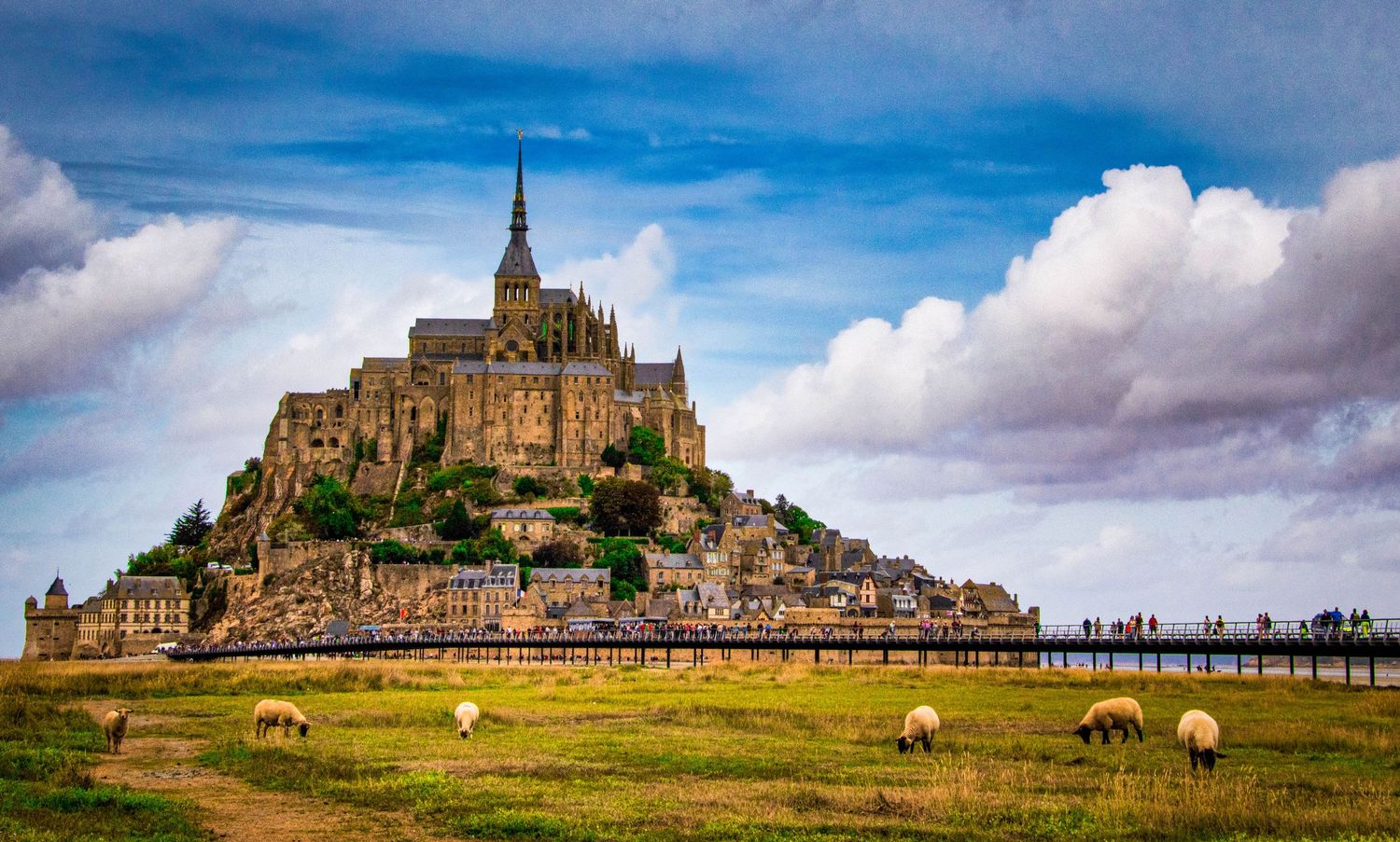 Panoramic view of Mont Saint-Michel island fortress and abbey in Normandy France with sheep grazing in foreground.