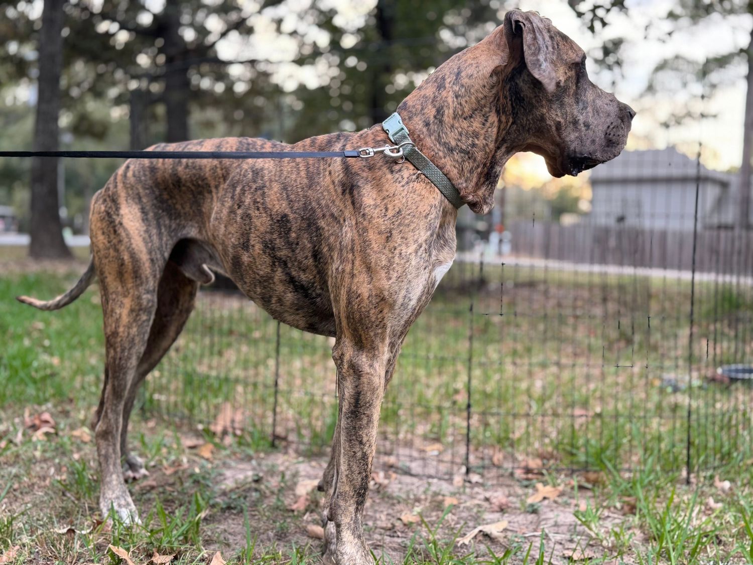 Brindle Great Dane standing alert in a grassy yard with trees in background.