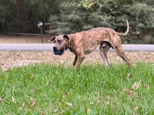 Large brindle Great Dane dog running through green grass outdoors.