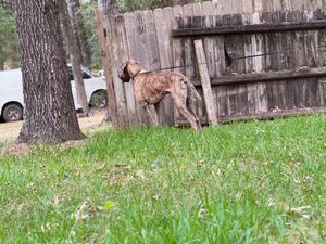 Brindle Great Dane puppy playing in a grassy backyard with wooden fence.