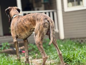 Brindle dog standing in yard near residential building with green grass.
