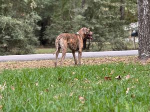 Outdoor scene with brindle dog standing in grass near trees.