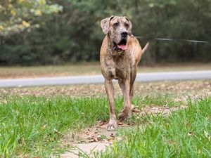 Brindle dog walking through yard with trees and grass in background.