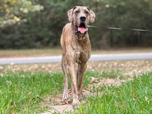 Brindle pit bull mix standing alert in grassy yard.