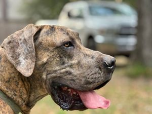 Close-up profile view of brindle dog with tongue out.
