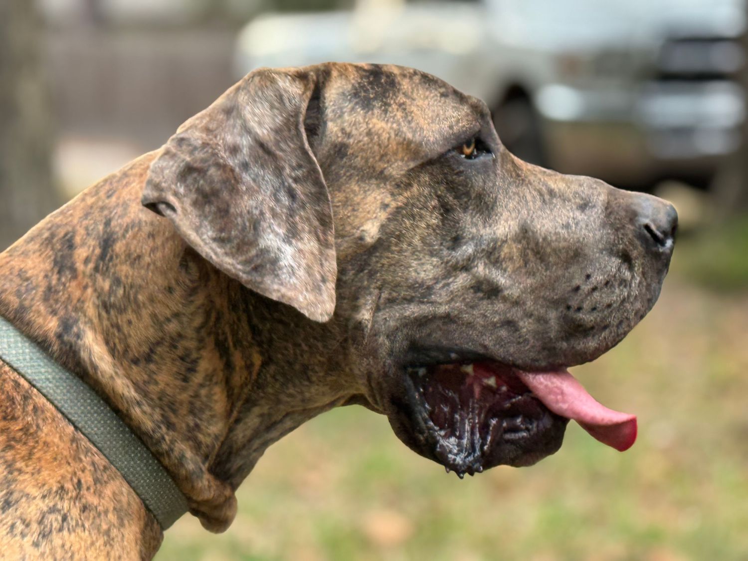 Close-up profile of a brindle Great Dane with a gentle expression.