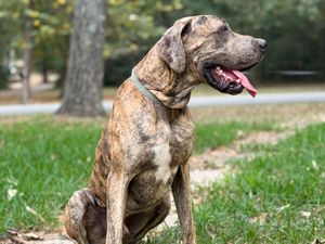 Brindle dog with happy expression sitting in sunny outdoor setting.