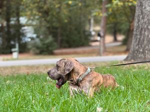 Muscular brindle dog relaxing in green grass outdoors.