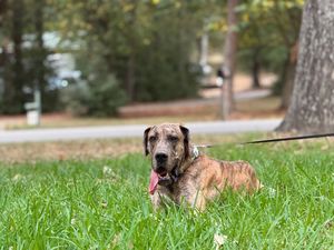 Brindle pit bull type dog standing in grassy yard with trees in background.